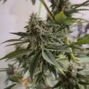 Purple diesel