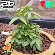 Rainbow Melon ( RDWC )