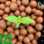 ( IZI Comp )Permanent Bluez RDWC