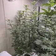 Purple panty droppers
