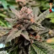 RDWC LA Punch 1st photo grow