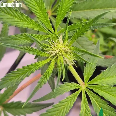 RDWC Cherry Bellini 1st photo grow