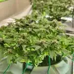 RDWC GRAPE OG 1st photo grow