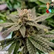 RDWC LA Punch 1st photo grow