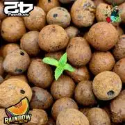 Rainbow Melon ( DWC )