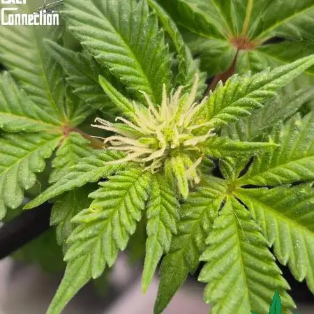 RDWC GRAPE OG 1st photo grow