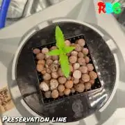 Peanut butter crashers ( RDWC )