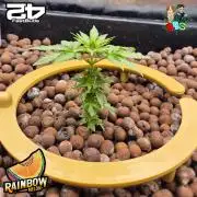 Rainbow Melon ( RDWC )