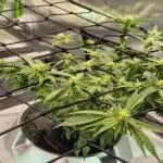 RDWC LA Punch 1st photo grow