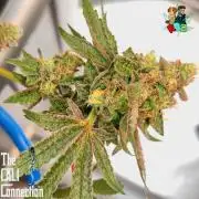 RDWC Cherry Bellini 1st photo grow