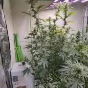 Purple diesel