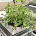 RDWC Cherry Bellini 1st photo grow