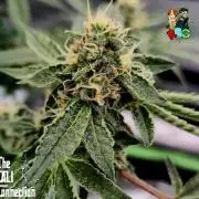 RDWC Cherry Bellini 1st photo grow