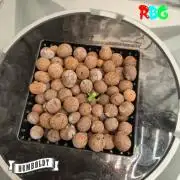 Orange Cream PoP RDWC