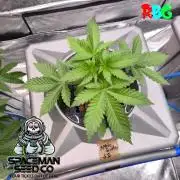 Apple fritter s1 RDWC