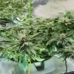 RDWC LA Punch 1st photo grow