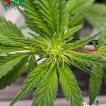 RDWC LA Punch 1st photo grow