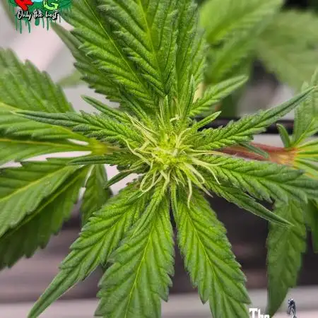 RDWC LA Punch 1st photo grow