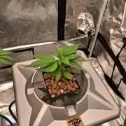 Orange Cream PoP RDWC