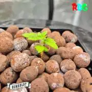 Orange Cream PoP RDWC