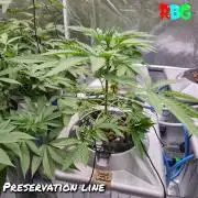 Peanut butter crashers ( RDWC )