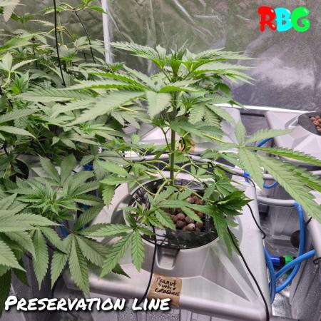 Peanut butter crashers ( RDWC )