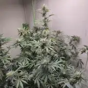 Purple panty droppers