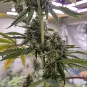 Purple diesel