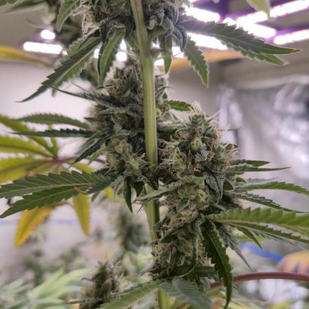 Purple diesel