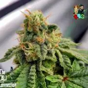 RDWC GRAPE OG 1st photo grow