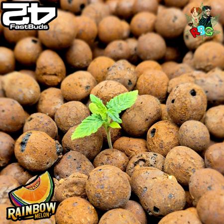 Rainbow Melon ( RDWC )