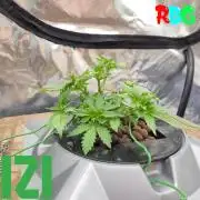 ( IZI Comp )Permanent Bluez RDWC