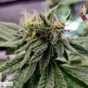 RDWC LA Punch 1st photo grow