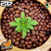 Rainbow Melon ( RDWC )