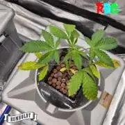 Gazzurple RDWC