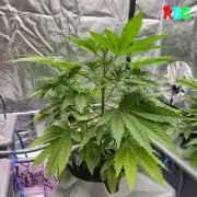 Alien Bubba RDWC