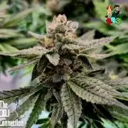 RDWC LA Punch 1st photo grow