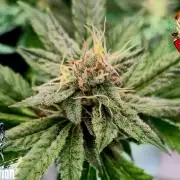 RDWC LA Punch 1st photo grow