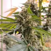 Purple diesel