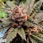 RDWC LA Punch 1st photo grow