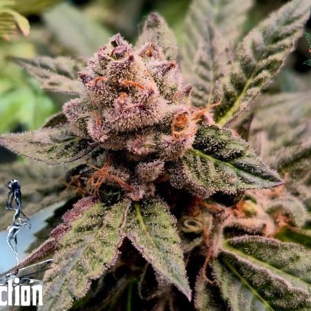 RDWC LA Punch 1st photo grow