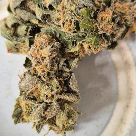 RDWC Cherry Bellini 1st photo grow