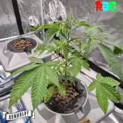 Gazzurple RDWC