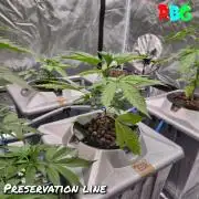 Peanut butter crashers ( RDWC )