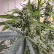 Purple diesel