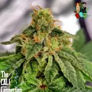 RDWC GRAPE OG 1st photo grow