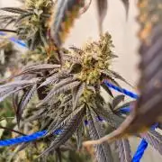 Purple panty droppers