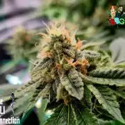 RDWC GRAPE OG 1st photo grow