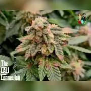 RDWC GRAPE OG 1st photo grow