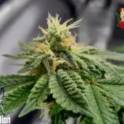 RDWC GRAPE OG 1st photo grow